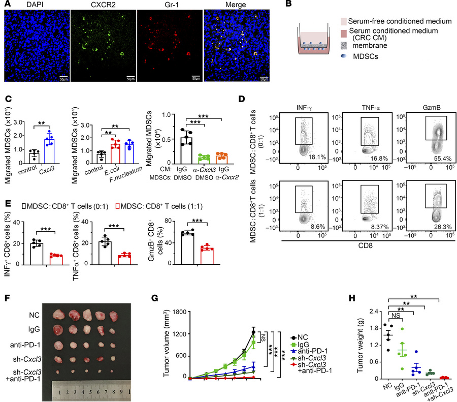 The CXCL3/CXCR2 axis mediates MDSC recruitment and inhibits T-cell effec...