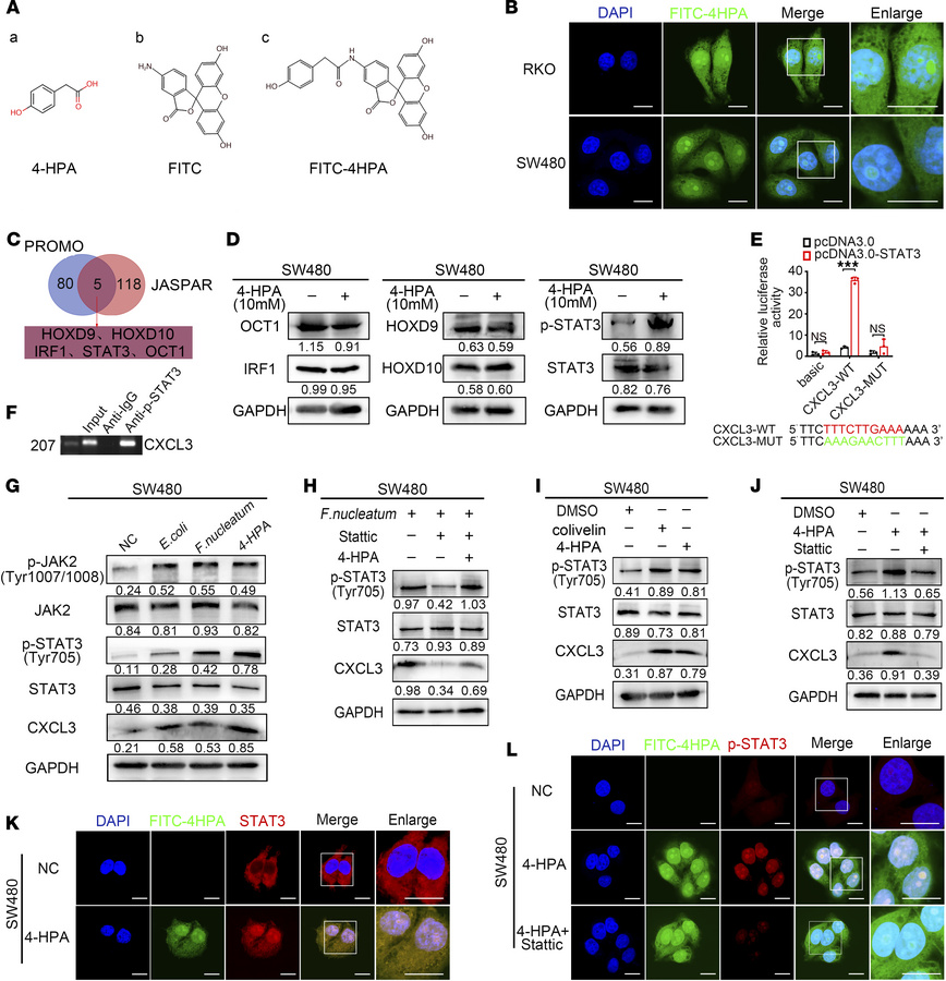 4-HPA promotes the transcription of CXCL3 regulated by STAT3 in CRC cell...