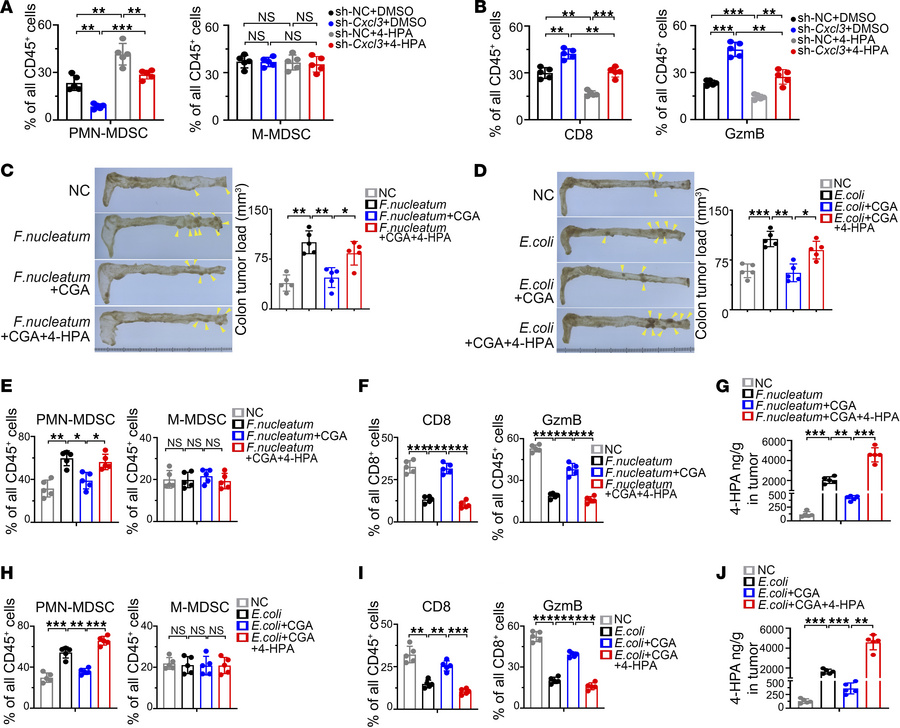 4-HPA correlates with PMN-MDSC accumulation in CRC.
(A and B) Orthotopic...