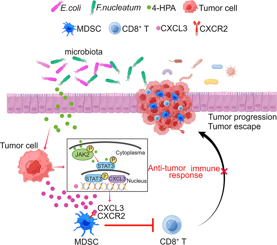 A schematic of the microbial metabolite 4-HPA mediating CRC immunosuppre...