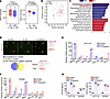 F. nucleatum and E. coli stimulated cytokine secretion in CRC cells.