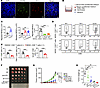 The CXCL3/CXCR2 axis mediates MDSC recruitment and inhibits T-cell effector