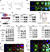 4-HPA promotes the transcription of CXCL3 regulated by STAT3 in CRC cells.