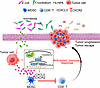 A schematic of the microbial metabolite 4-HPA mediating CRC immunosuppressi