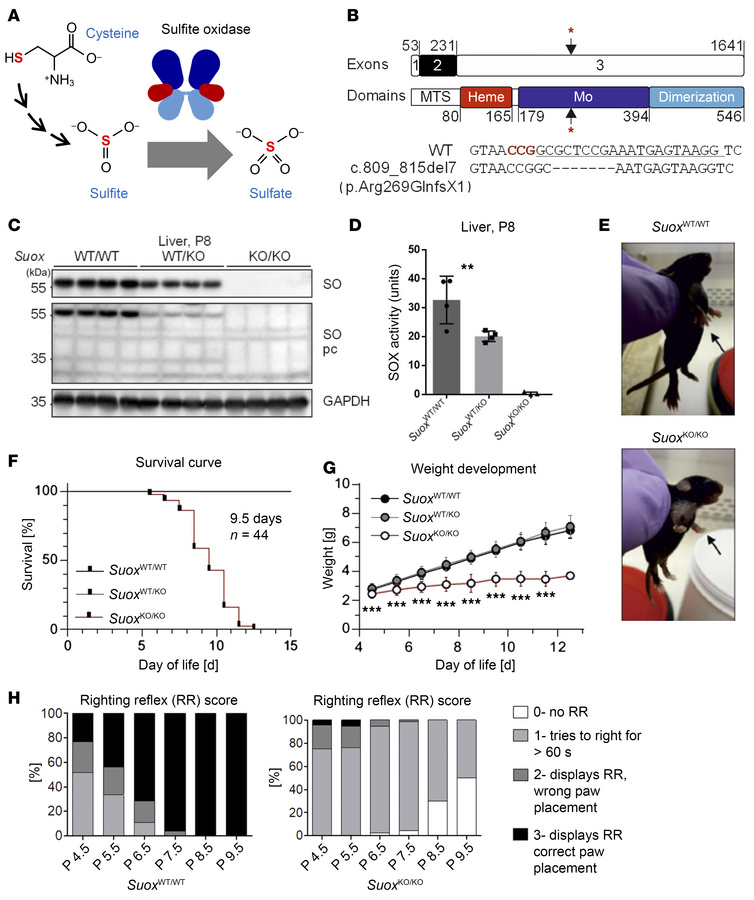 Generation and characterization of Suox-KO in C57BL6/J mice.
(A) Schemat...
