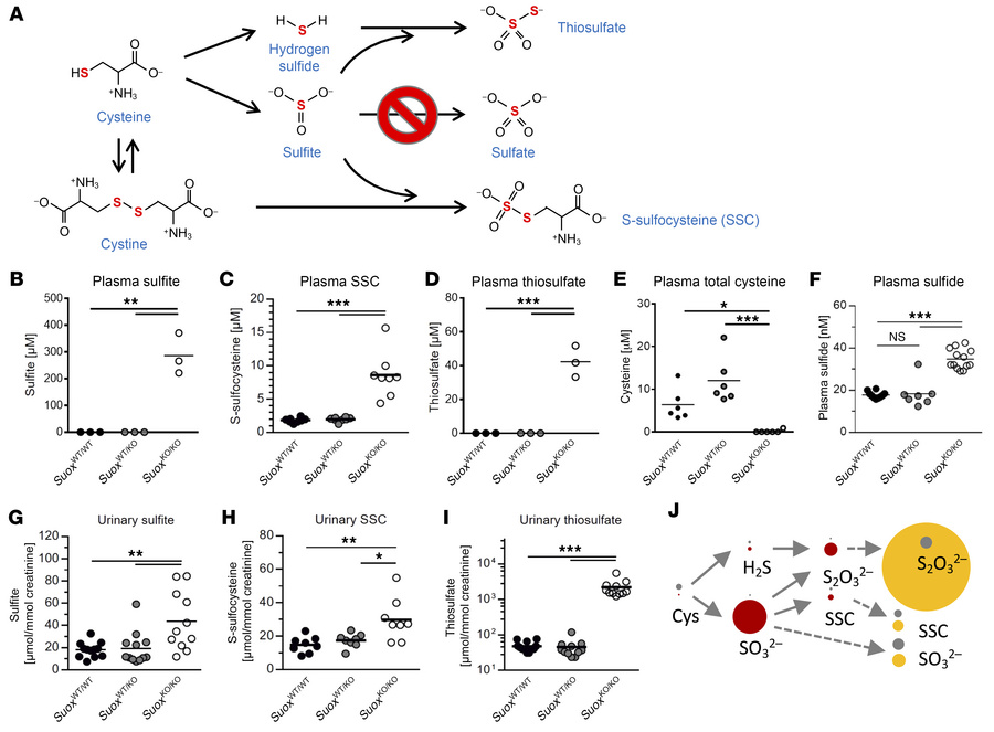 Levels of main biomarkers of SOXD and metabolites of cysteine catabolism...