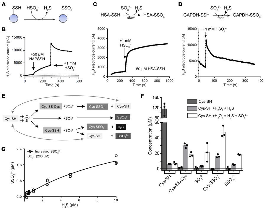 Sulfite triggers protein depersulfidation and releases H2S.
(A) Schemati...