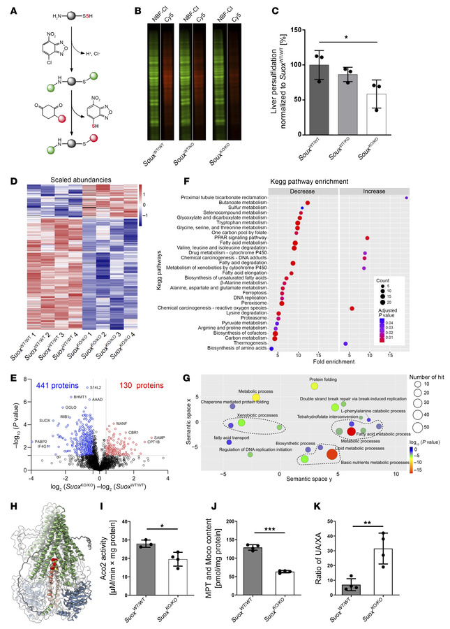 Persulfidome remodeling in SuoxKO/KO mice.
(A) Setup for the detection o...