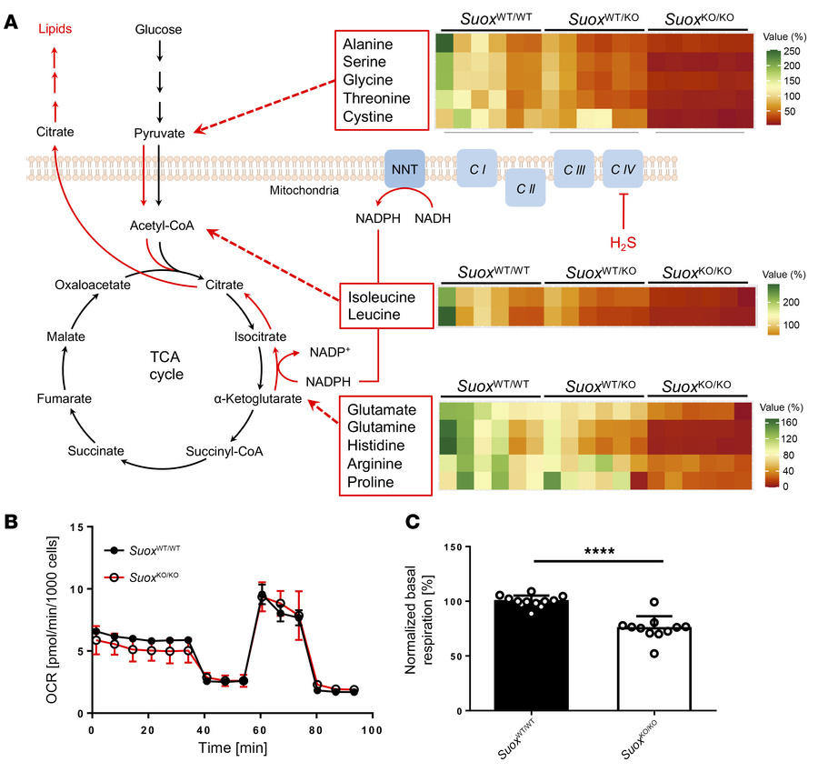 Metabolic impacts of elevated H2S in SuoxKO/KO mice.
(A) Schematic repre...