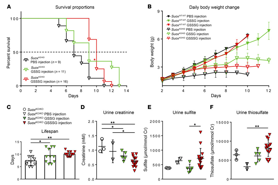 Treatment of WT and SuoxKO/KO mice with GSSG and GSSSG.
(A) Kaplan-Meier...