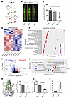 Persulfidome remodeling in SuoxKO/KO mice.