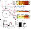Metabolic impacts of elevated H2S in SuoxKO/KO mice.