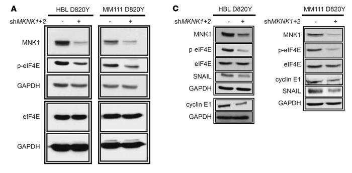 MNK1/2 knockdown in HBL cells suppresses cell migration and the expressi...