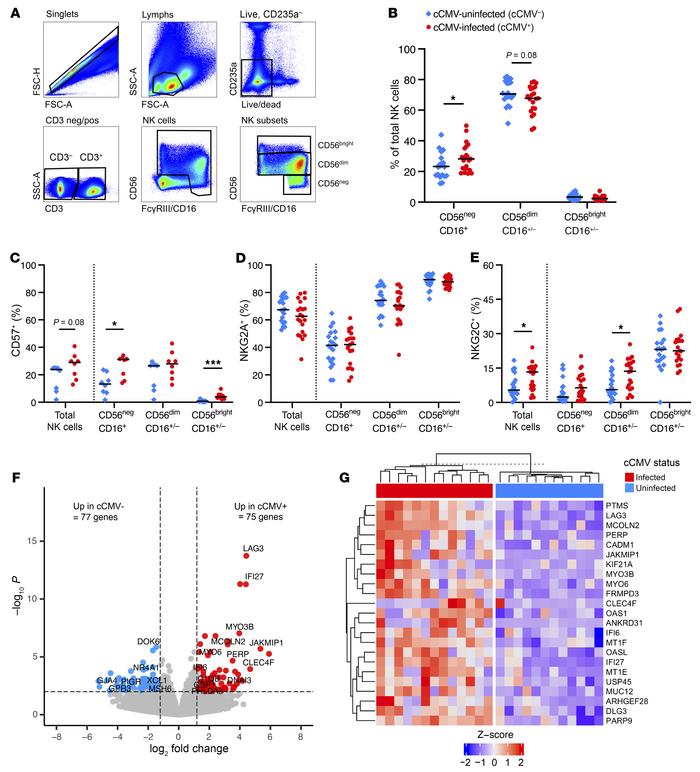 CD56negFcγRIII/CD16+ and NKG2C+ NK cells expand in cord blood from cCMV-...