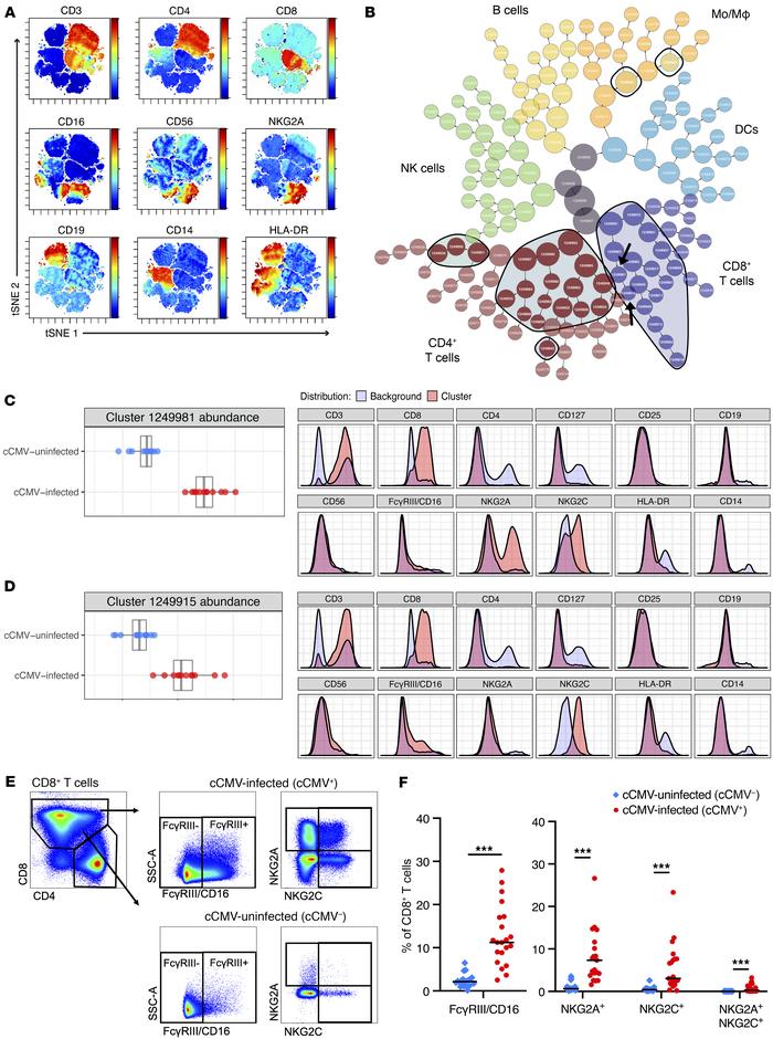 CD8+ T cells expressing NK cell receptors FcγRIII and NKG2A/C expand in ...
