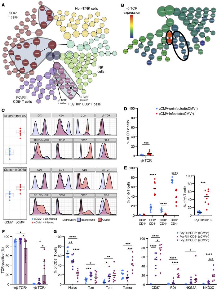 FcγRIII+ CD8+ T cells include canonical αβ and unconventional γδ T cell ...