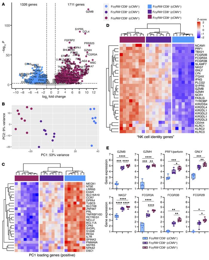 FcγRIII+ CD8+ T cells in cord blood from cCMV-infected neonates upregula...
