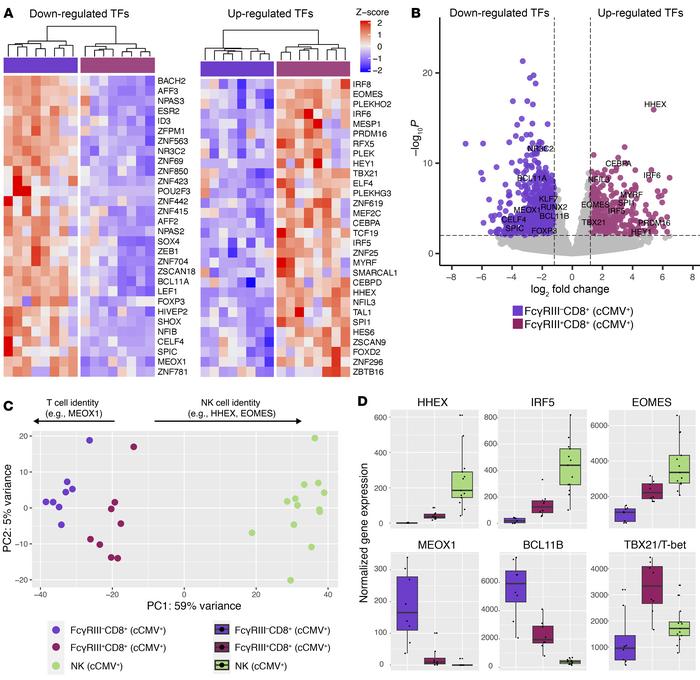 TFs expressed by FcγRIII+CD8+ T cells suggest shift from T to NK identit...