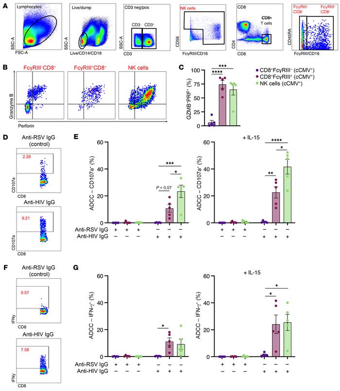 Cord blood FcγRIII+ CD8+ T cells and NK cells mediate ADCC functions.
(A...
