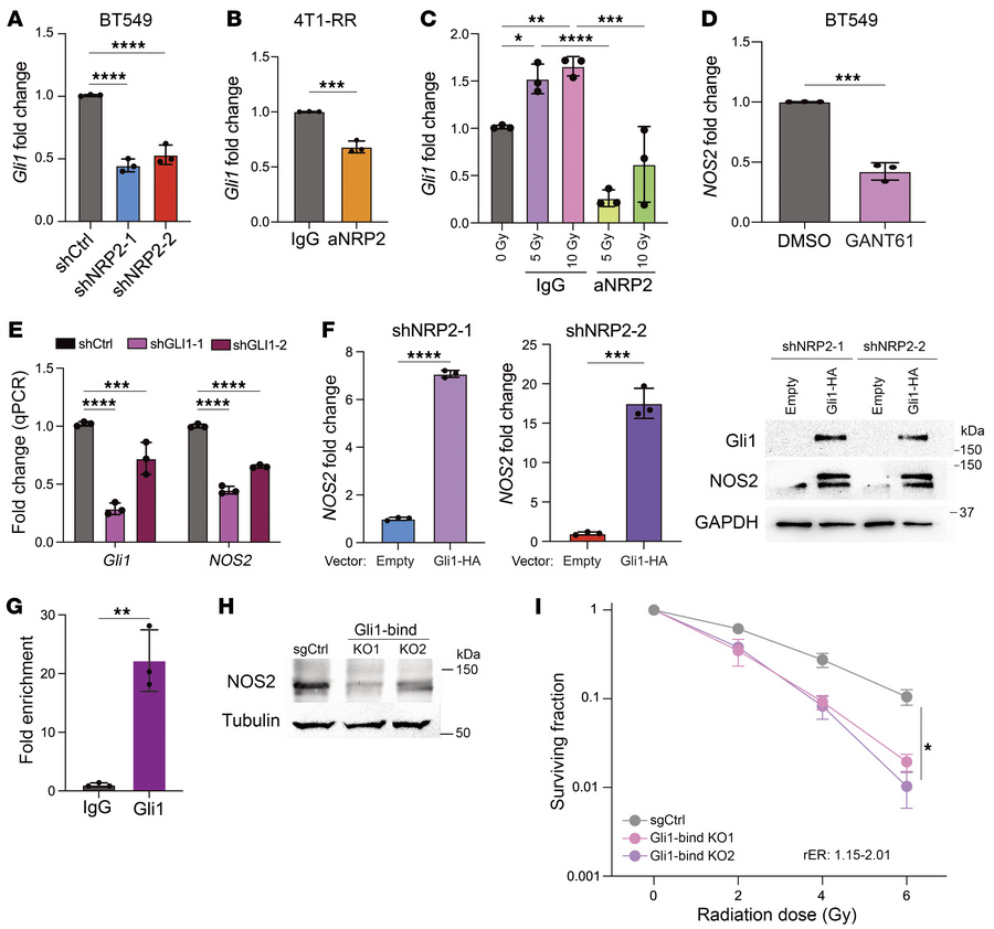 
NOS2 transcription is dependent on Gli1.
We evaluated the Gli1 mRNA exp...