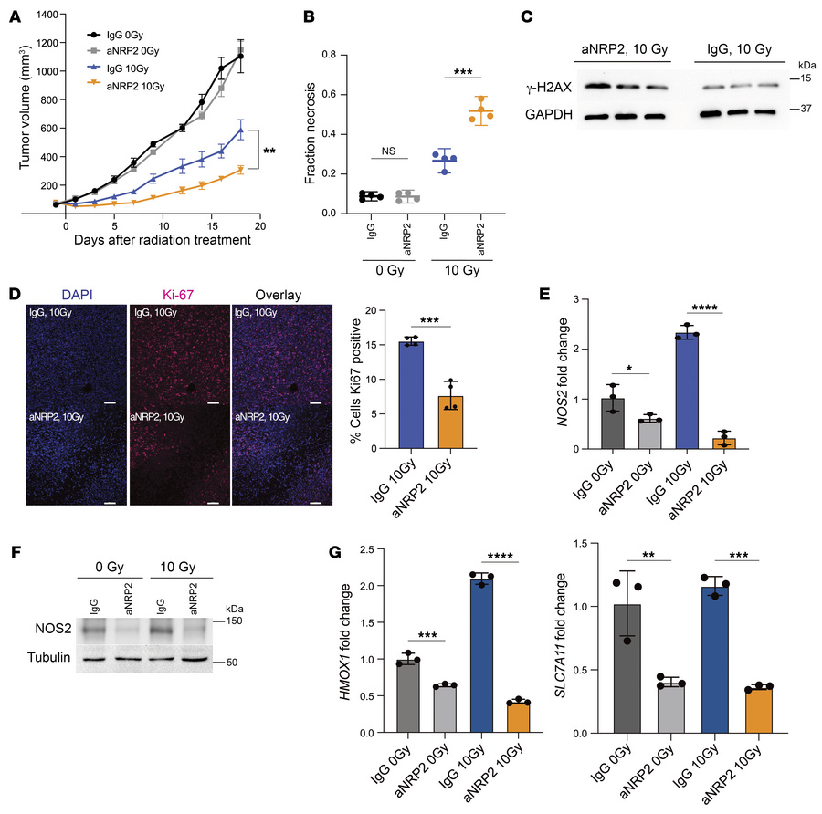 Single-dose radiotherapy with aNRP2 mitigates tumor growth.
(A) 4T1 cell...