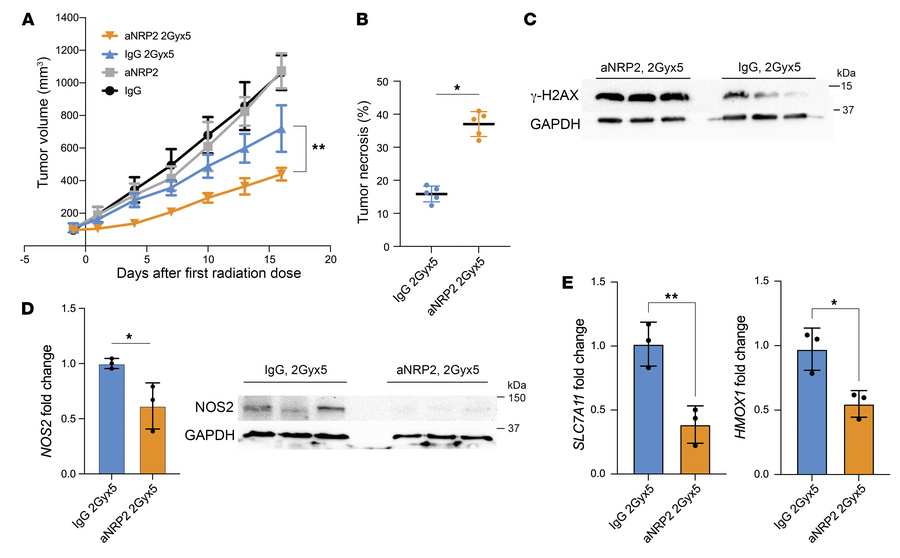 Conventional fractionation with aNRP2 mitigates tumor growth.
(A) 4T1 ce...