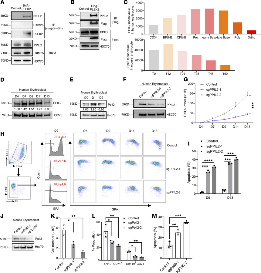 PPIL2 is a component of the PLEK2 signalosome and regulates erythropoies...