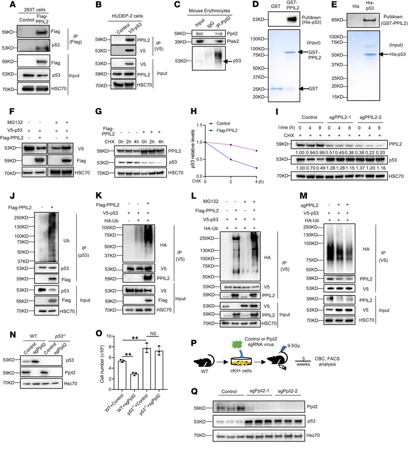 PPIL2 is an E3 ubiquitin ligase of p53.
(A) Western blotting of indicate...