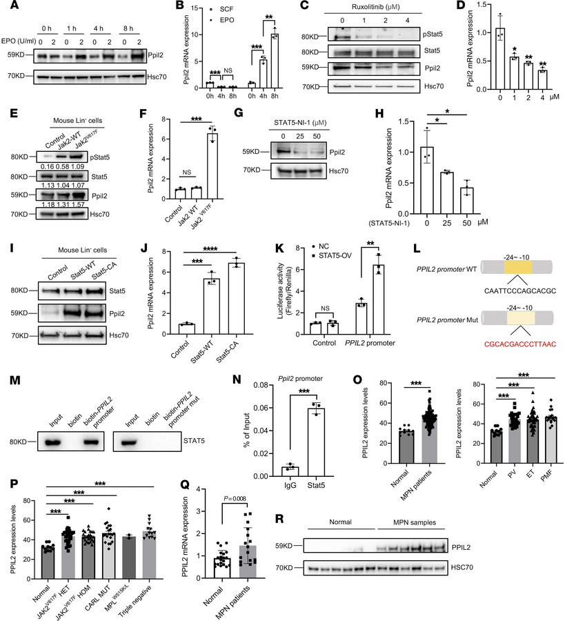 PPIL2 is a downstream target of the JAK2/STAT5 pathway and is upregulate...