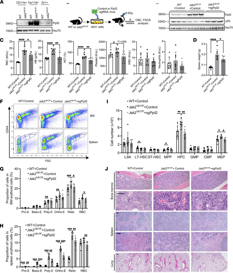 Ppil2 deficiency ameliorates Jak2V617F-induced myeloproliferative phenot...