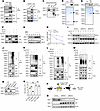 PPIL2 is an E3 ubiquitin ligase of p53.