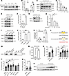PPIL2 is a downstream target of the JAK2/STAT5 pathway and is upregulated i