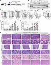 Cyclosporin A and MDM2 inhibitors show enhanced efficacies in ameliorating