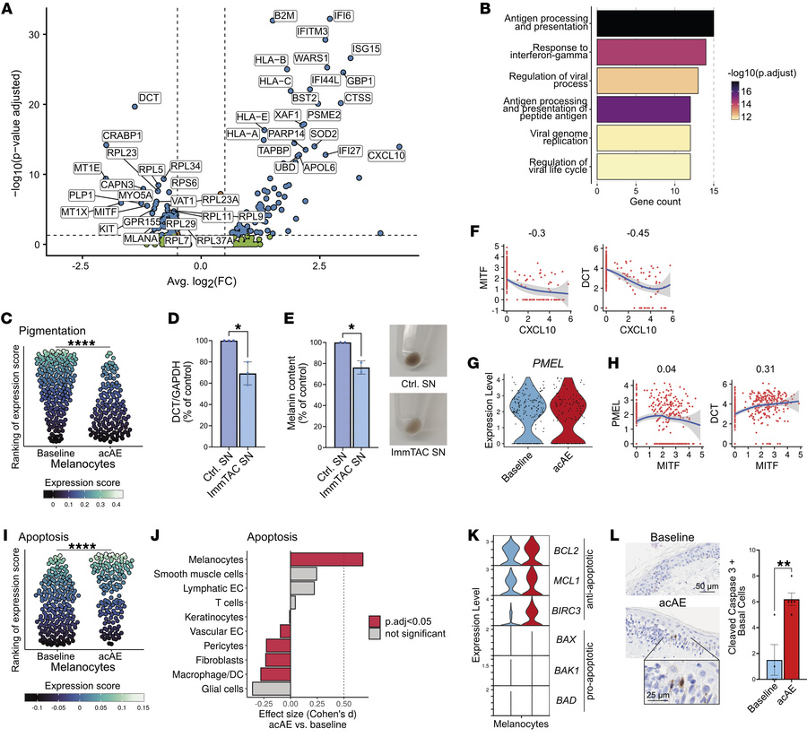 IFN-γ responses and apoptosis in melanocytes.
(A) Volcano plot showing d...