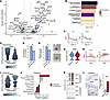 IFN-γ responses and apoptosis in melanocytes.