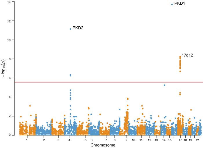 SVs in PKD1, PKD2, and the 17q12 loci play an important role in CyKD.
Ge...