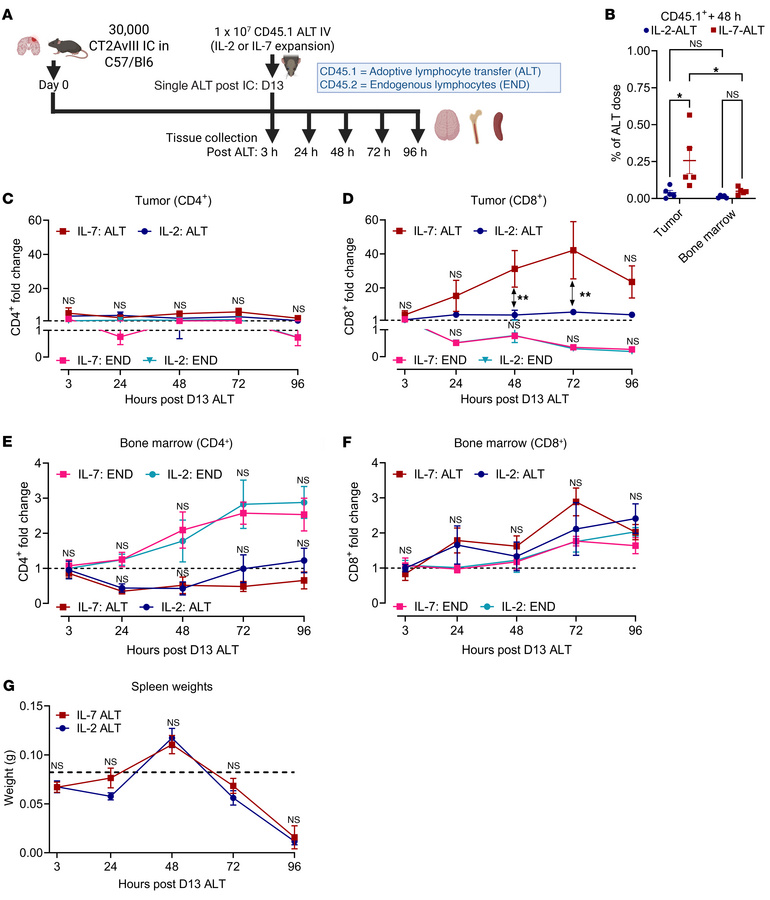 IL-7–ALT CD8+ cells demonstrate increased accumulation within orthotopic...