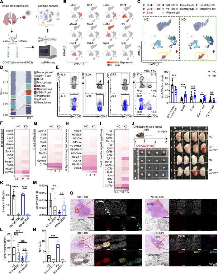 
Acat1 knockdown promotes the infiltration and activation of B cells in ...
