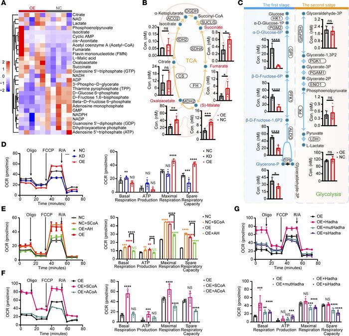 ACAT1 changes oxidative metabolism of cells through succinylation.
(A–C)...