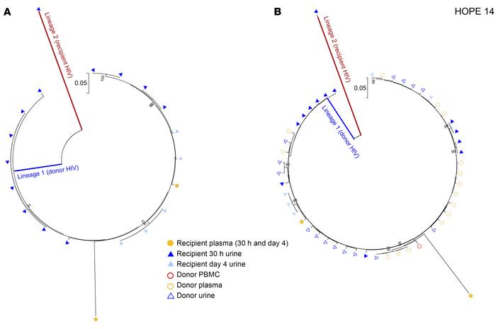 Phylogenetic tree analysis of HIV env sequences amplified from Hope 14 r...