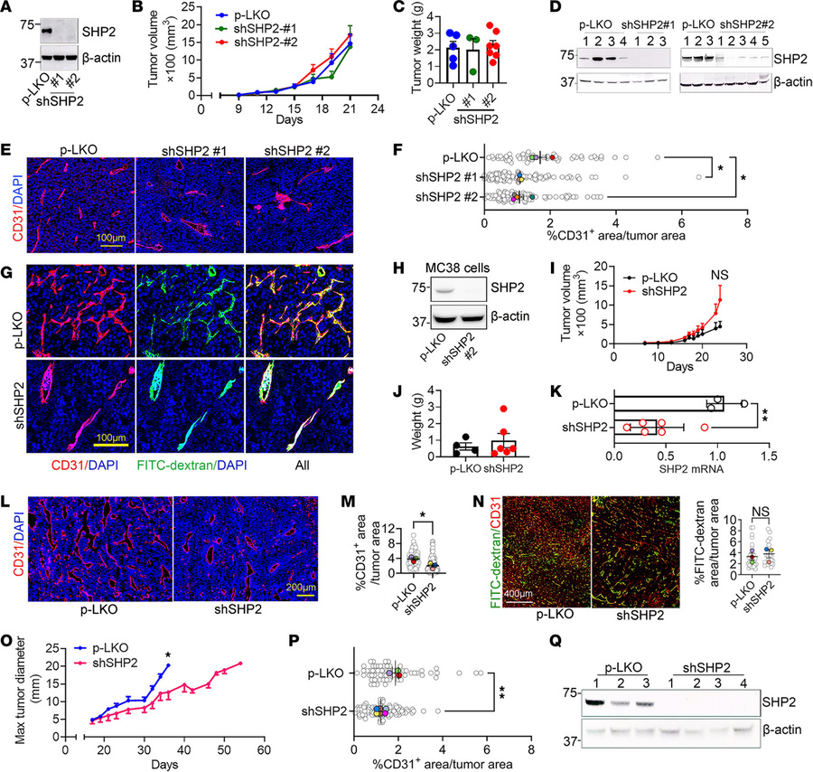 SHP2 depletion in B16F10 cells reduces tumor neovascularization.
(A) Dep...