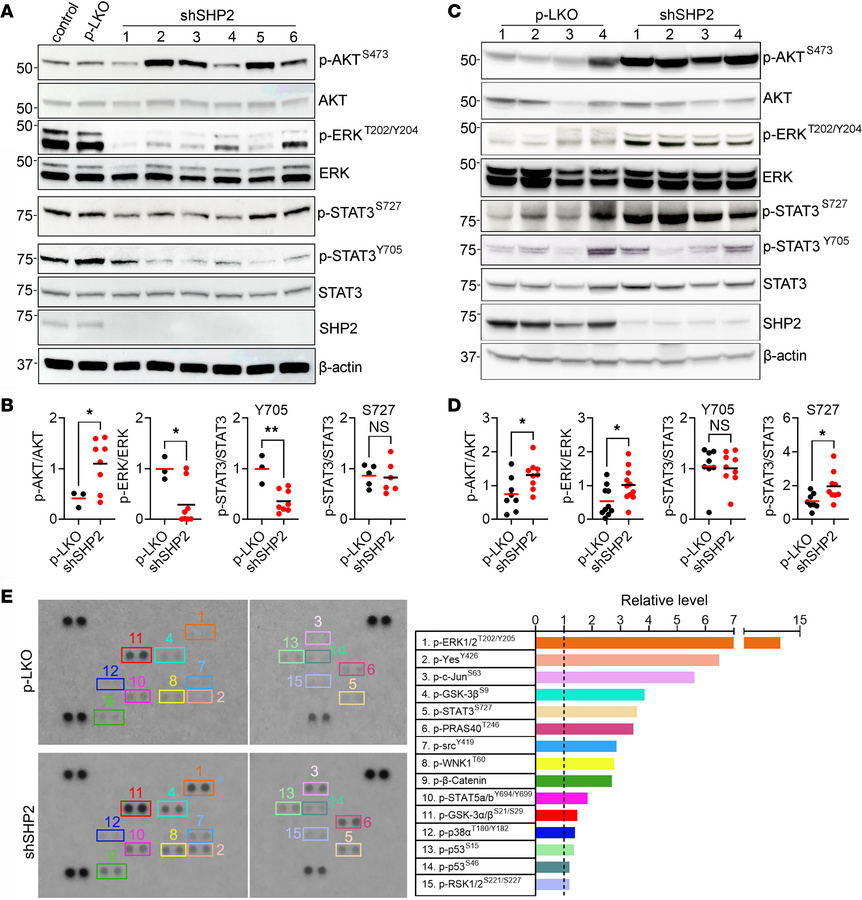 Distinct signaling profiles of SHP2-depleted B16F10 cells from culture o...