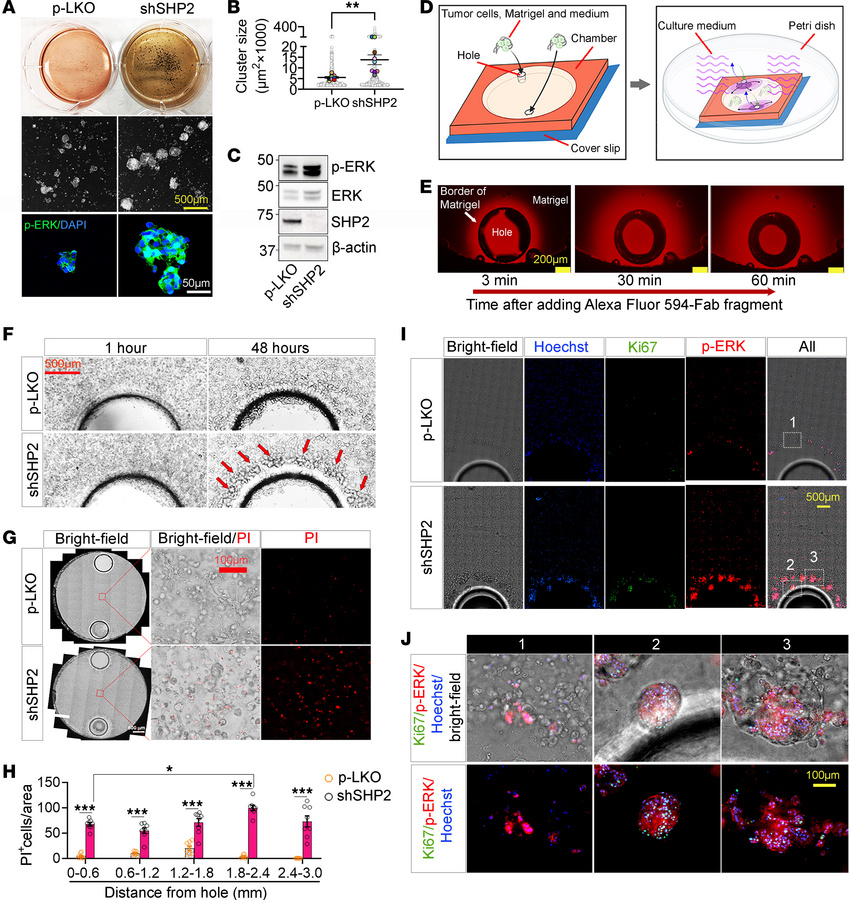 SHP2 silencing regulates B16F10 cell clustering, ERK activation, cell pr...