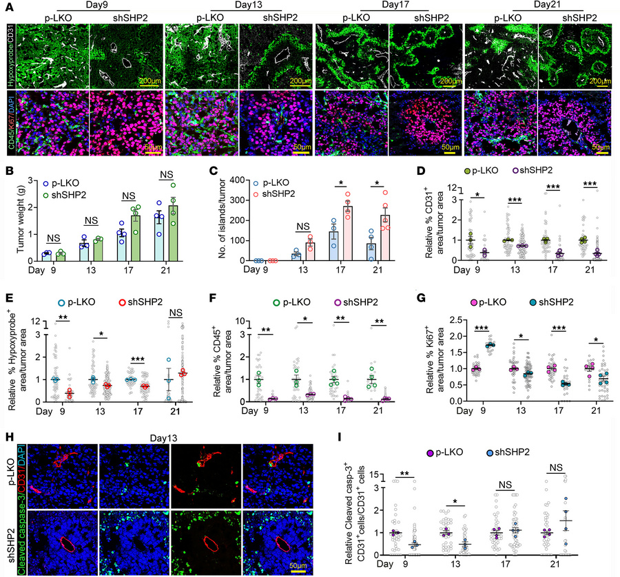 Kinetics analysis and characterization of tumor island formation.
(A) Re...