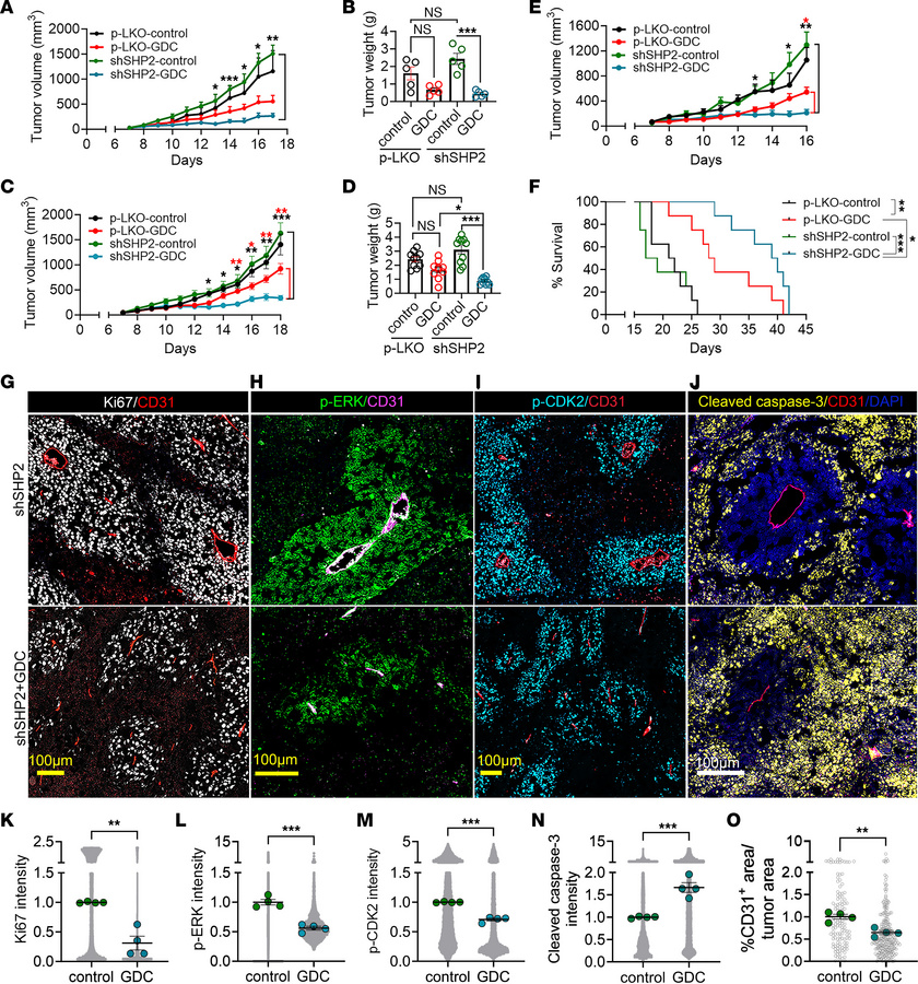 Contribution of SHP2 depletion to the antitumor activity of the MEK inhi...