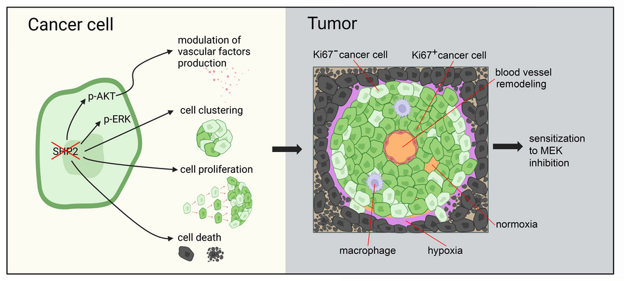 graphical abstract