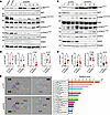 Distinct signaling profiles of SHP2-depleted B16F10 cells from culture or m