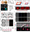 SHP2 silencing regulates B16F10 cell clustering, ERK activation, cell proli