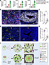 SHP2 regulation of angiogenesis-related genes in the B16F10 tumor microenvi