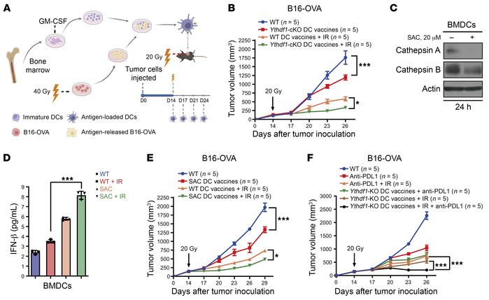 DC vaccines with YTHDF1 deletion/inhibition improve the response to RT a...